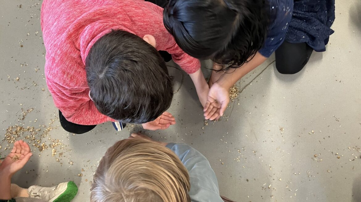 Collecting Seeds