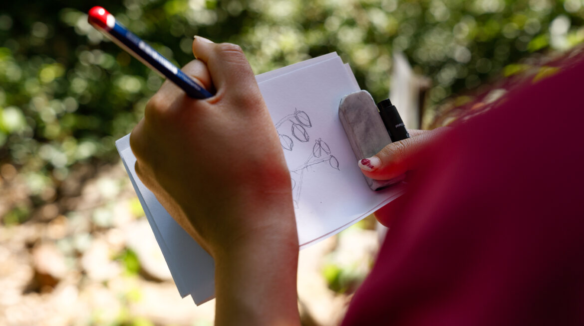 Close up of young person drawing plant